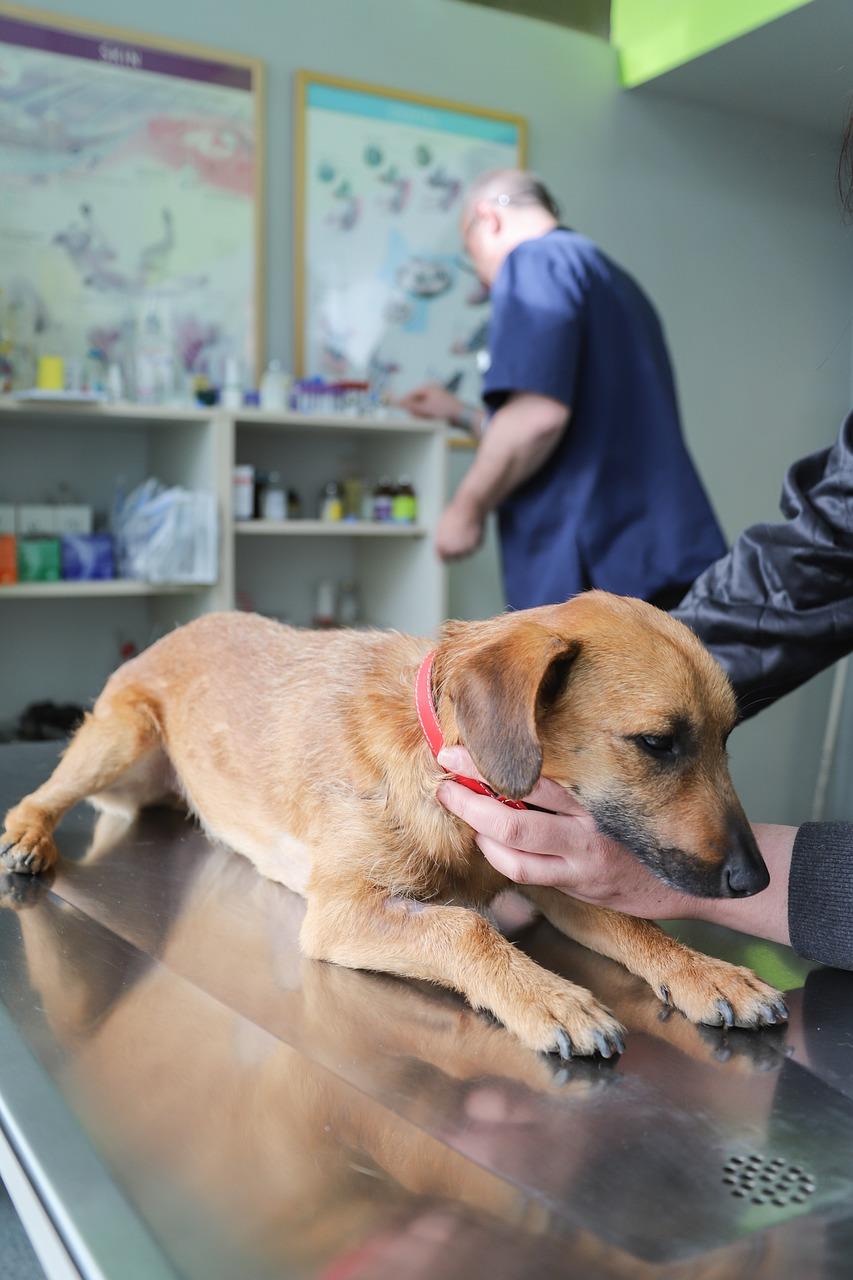 Dierenkliniek in Almelo