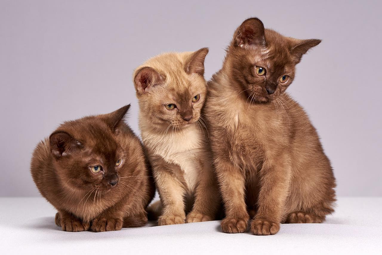 Dierenwinkel in Almelo